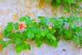 Climbing Rose Creates a Bough Across Old Stone Wall