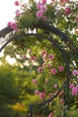 Climbing rose flowers over vintage open gate. Beautiful summer roses blooms in village. Large hanging rose bush over the Royalty Free Stock Photo