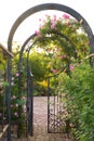 Climbing rose flowers over vintage open gate. Beautiful summer roses blooms in village. Large hanging rose bush over the Royalty Free Stock Photo