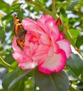 Climbing Rose Harlequin and butterfly.