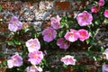 Climbing Rose, Mottisfont Abbey, Hampshire, England, UK Royalty Free Stock Photo