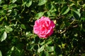 The climbing rose `Pink Climber` forms dark pink flowers in June in the garden. Berlin, Germany
