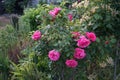 The climbing rose `Pink Climber` forms dark pink flowers in June in the garden. Berlin, Germany