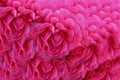 The climbing rose `Pink Climber` forms dark pink flowers. Flower on Content-Aware Background. Royalty Free Stock Photo