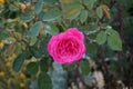 The climbing rose Pink Climber forms dark pink flowers. Germany