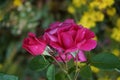The climbing rose Pink Climber forms dark pink flowers. Germany