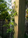 A climbing rose, Rambling rector, growing up a wooden post showing many fresh flower buds