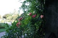 Climbing rose Rosa \'Barock\', Syn. Rosa \'Knight\'s Roses\' blooms with pink-orange flowers in July.