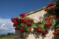 Climbing roses