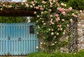 Climbing Roses Decorating a Wooden Gate Royalty Free Stock Photo