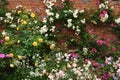 Climbing Roses and Flower Border, Mottisfont Abbey, Hampshire, England, UK Royalty Free Stock Photo