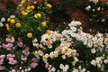 Climbing Roses and Flower Border, Mottisfont Abbey, Hampshire, England, UK Royalty Free Stock Photo