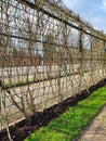 Plantation of climbing roses in winter