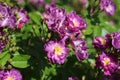 Climbing roses plant, pink rose bush in garden. Royalty Free Stock Photo