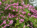 Climbing roses plant, pink rose bush in garden. Royalty Free Stock Photo