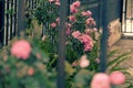 Climbing roses trellis, beautiful fence front of house Royalty Free Stock Photo