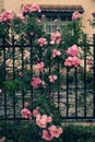 Climbing roses trellis, beautiful fence front of house