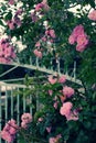 Climbing roses trellis, beautiful fence front of house Royalty Free Stock Photo