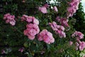 Climbing roses trellis, beautiful fence front of house Royalty Free Stock Photo