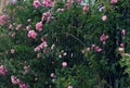 Climbing roses trellis, beautiful fence front of house Royalty Free Stock Photo