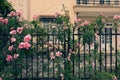 Climbing roses trellis, beautiful fence front of house Royalty Free Stock Photo