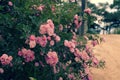 Climbing roses trellis, beautiful fence front of house Royalty Free Stock Photo