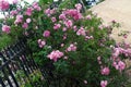 Climbing roses trellis, beautiful fence front of house