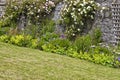 Climbing roses on trellis in a walled cottage garden