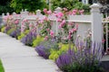 Climbing Roses, White Fence Royalty Free Stock Photo