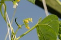 Climbing Runner Beans with Infestation of Blackfly Royalty Free Stock Photo