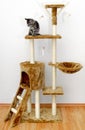 Climbing scratcher for cats. Royalty Free Stock Photo