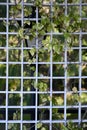 A climbing shrub on a wooden trellis with a blurred silhouette of a black lantern in the background Royalty Free Stock Photo