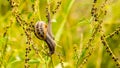 Climbing snail in perennial grass Royalty Free Stock Photo