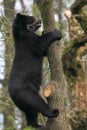 Climbing spectacled bear Royalty Free Stock Photo
