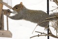 Climbing Squirrel Royalty Free Stock Photo