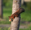 Climbing Squirrel