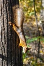 Climbing squirrel Royalty Free Stock Photo