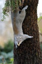Climbing grey squirrel Royalty Free Stock Photo