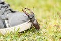 Climbing stagbeetle on the shoes Royalty Free Stock Photo