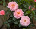 Climbing star perfomer pink rose in summer garden Royalty Free Stock Photo