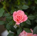 Climbing star perfomer pink rose in summer garden Royalty Free Stock Photo