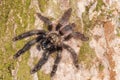 Climbing Tarantula from the jungle rainforest