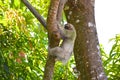 Climbing Three-toed Sloth Royalty Free Stock Photo