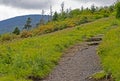 Climbing the trail on Roan Mt, the Flame Azalea are blooming. Royalty Free Stock Photo