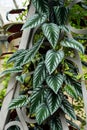 Climbing tropical plant of Cissus Discolor, also known as Cissus Javana Royalty Free Stock Photo