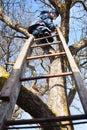 Climbing up tree Royalty Free Stock Photo