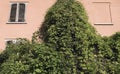 Climbing vegetation on wall Royalty Free Stock Photo