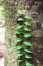 Climbing Vine and Lichens Covered Tree Trunk