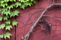 Climbing vine plant on burgundy wall