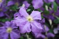 A climbing vine of purple clematis flowers Royalty Free Stock Photo